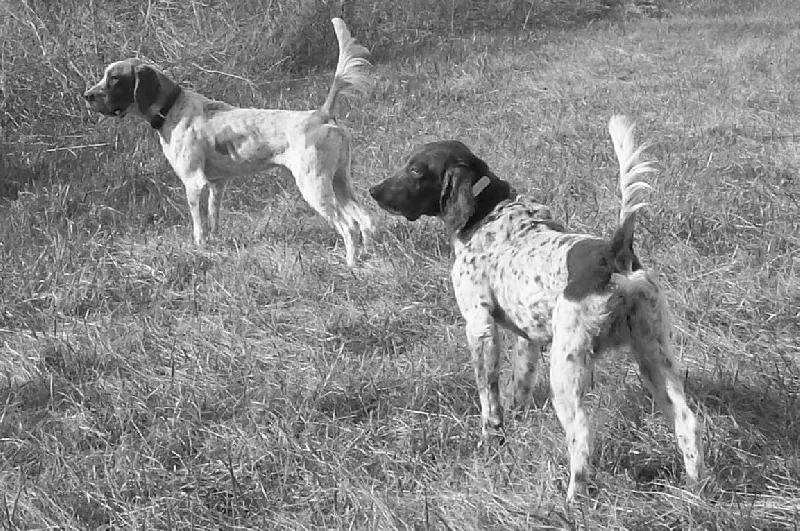 Elkhorn Bird Dog Club 2-21-26 results